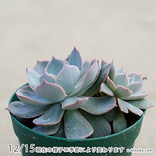 Amazon.co.jp: 【販売終了】サブセシリス群生 7.5cmポット （2株以上